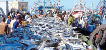 الصيد البحري فالجنوب غادي وكيتعافى بفضل إجراءات الوزارة الوصية.. والصمطة تزيرات على صحاب الصيد العشوائي