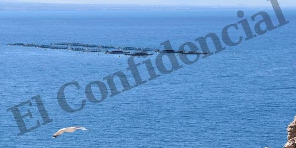 “إل كونفيدونثيال” نشرات صورة حصرية لمزرعة تربية الحوت اللي نايض عليها الصداع بين المغرب والصبليون