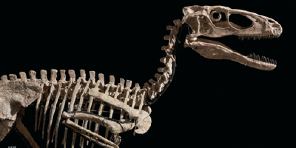 عمرو فايت 100 مليون عام.. سكوليت ديال ديناصور عملاق تباع بفلوس صحيحة