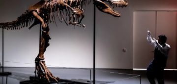 عاش قبل 76 مليون عام.. هيكل عظمي ديال ديناصور معروض للبيع فمزاد علني – فيديوهات