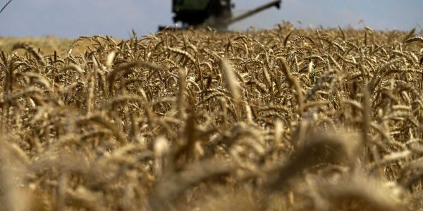 القمح فخطر بسباب تغير المناخ