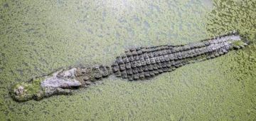 عايشة 16 عام بوحدها.. العلماء سجلو أول حالة ولادة عذرية ديال أنثى تمساح