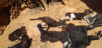 عشرات الكلاب هجمو على الكسيبة فدواوير بإقليم تزنيت.. ماتو العشرات من الماشية والكسابة الصغار كلاو دق